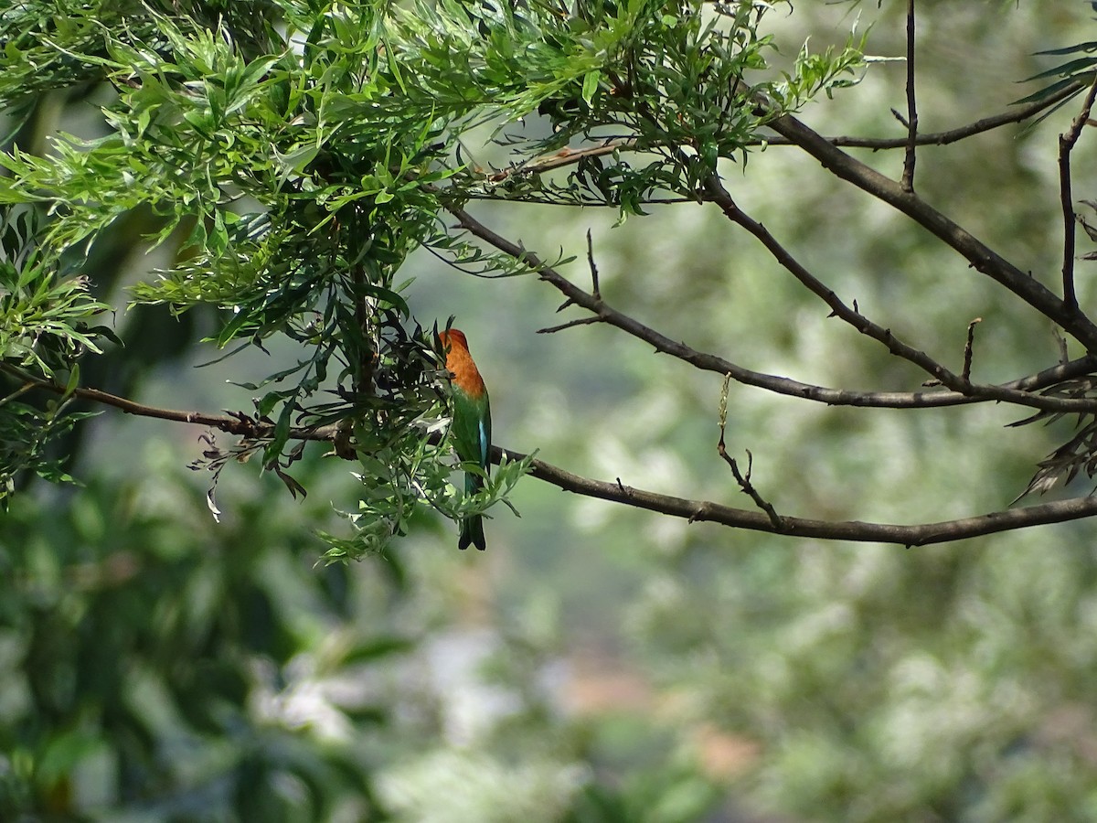 Chestnut-headed Bee-eater - ML525073971