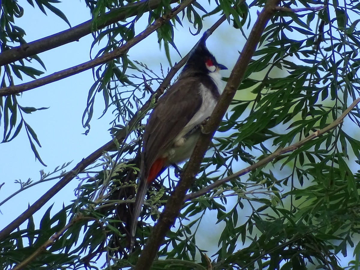 Red-whiskered Bulbul - ML525074101