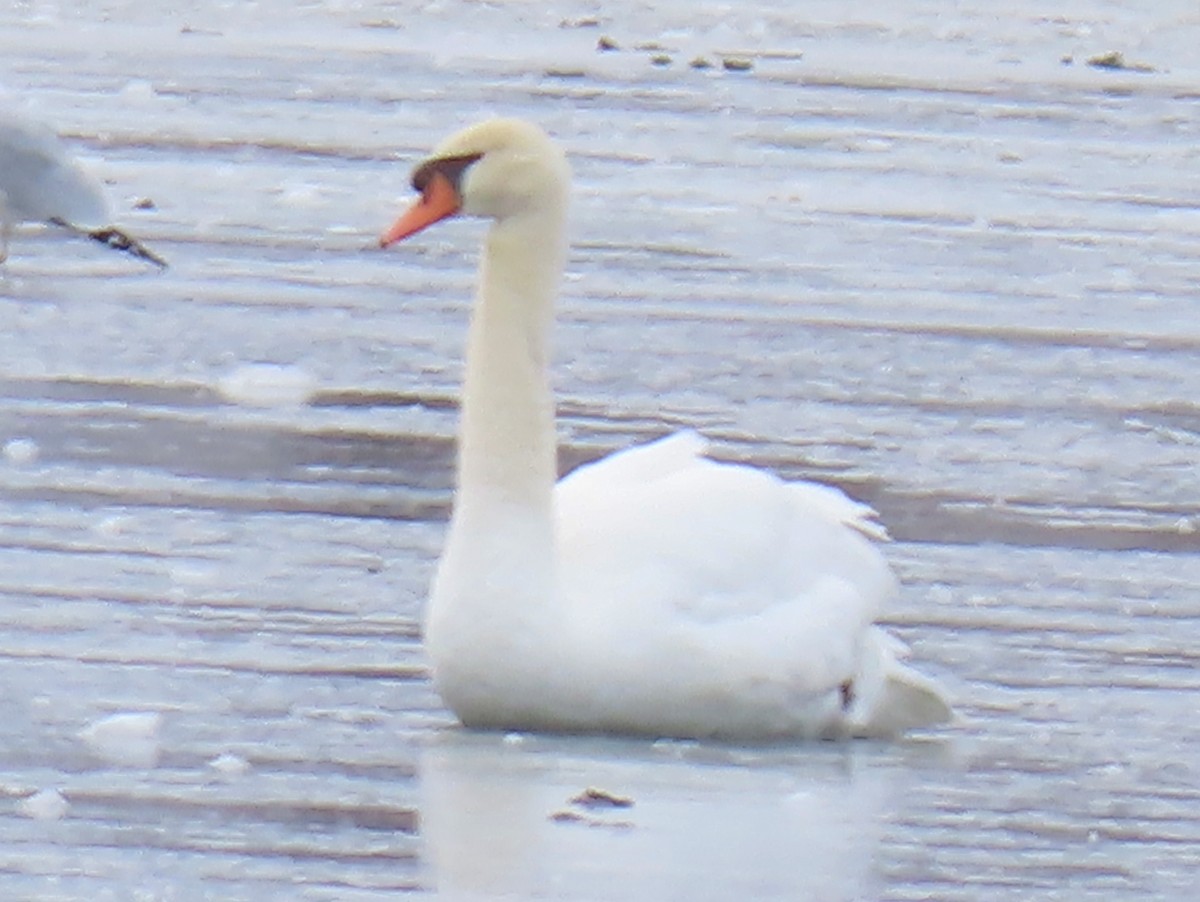 Mute Swan - Jim Proffitt