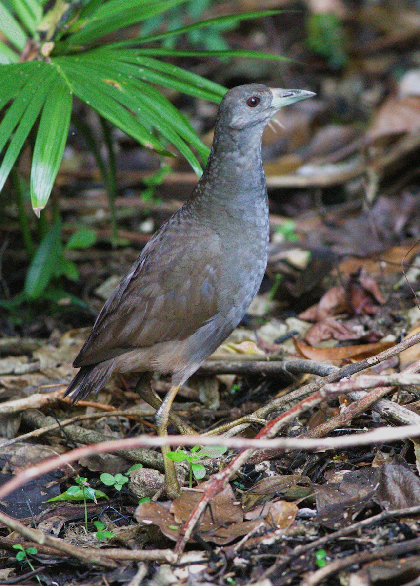 Pale-vented Bush-hen - ML525076361