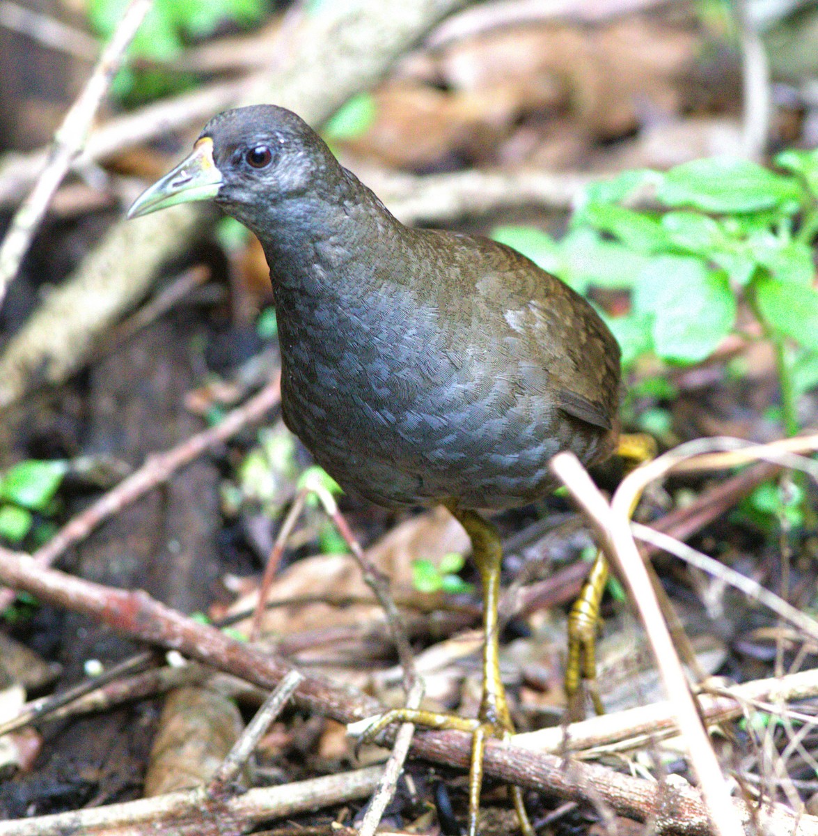 Pale-vented Bush-hen - ML525076371