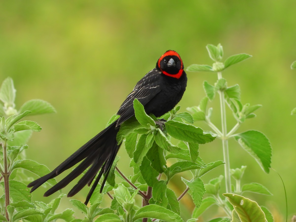 Red-cowled Widowbird - ML525077291