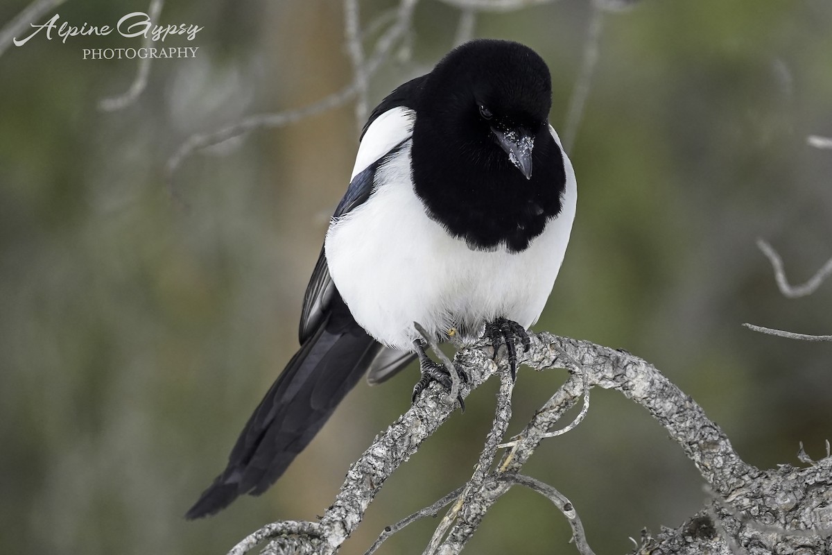 Black-billed Magpie - Ian Wright