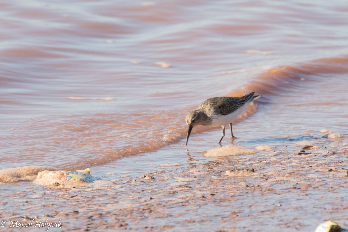 Dunlin - ML525079581