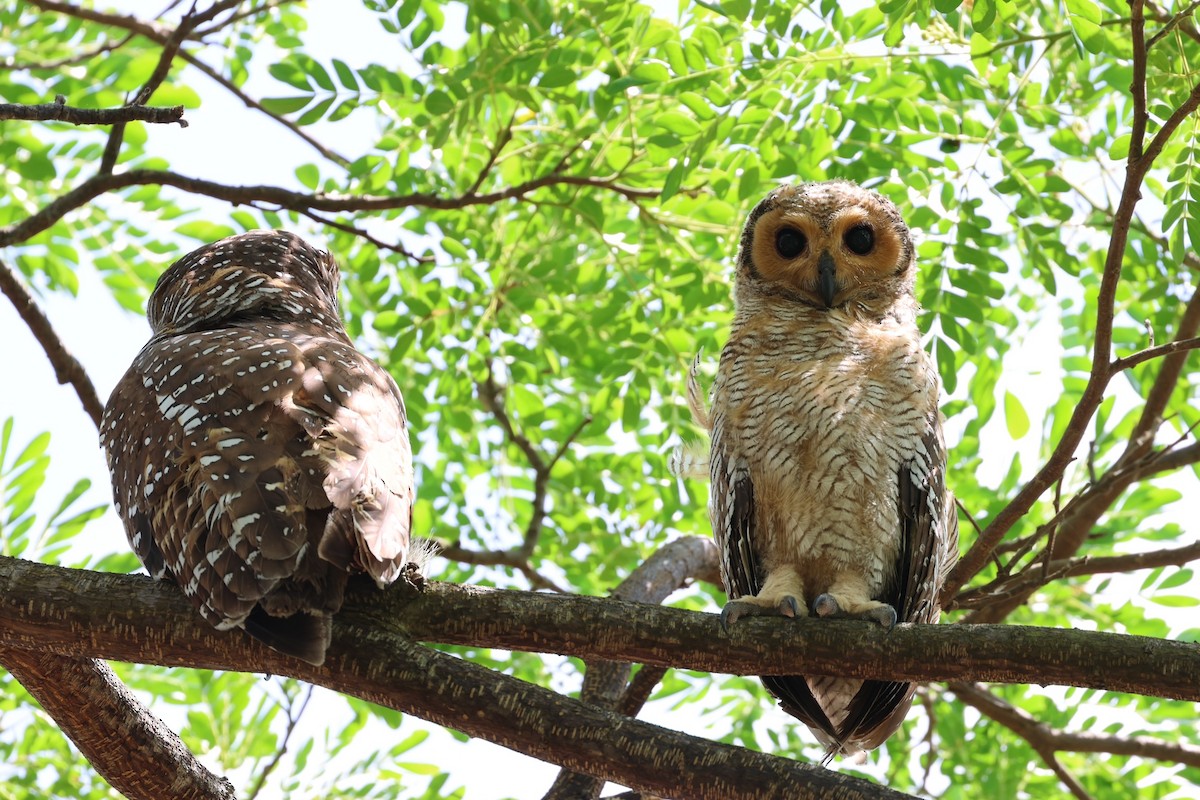 Spotted Wood-Owl - ML525079591