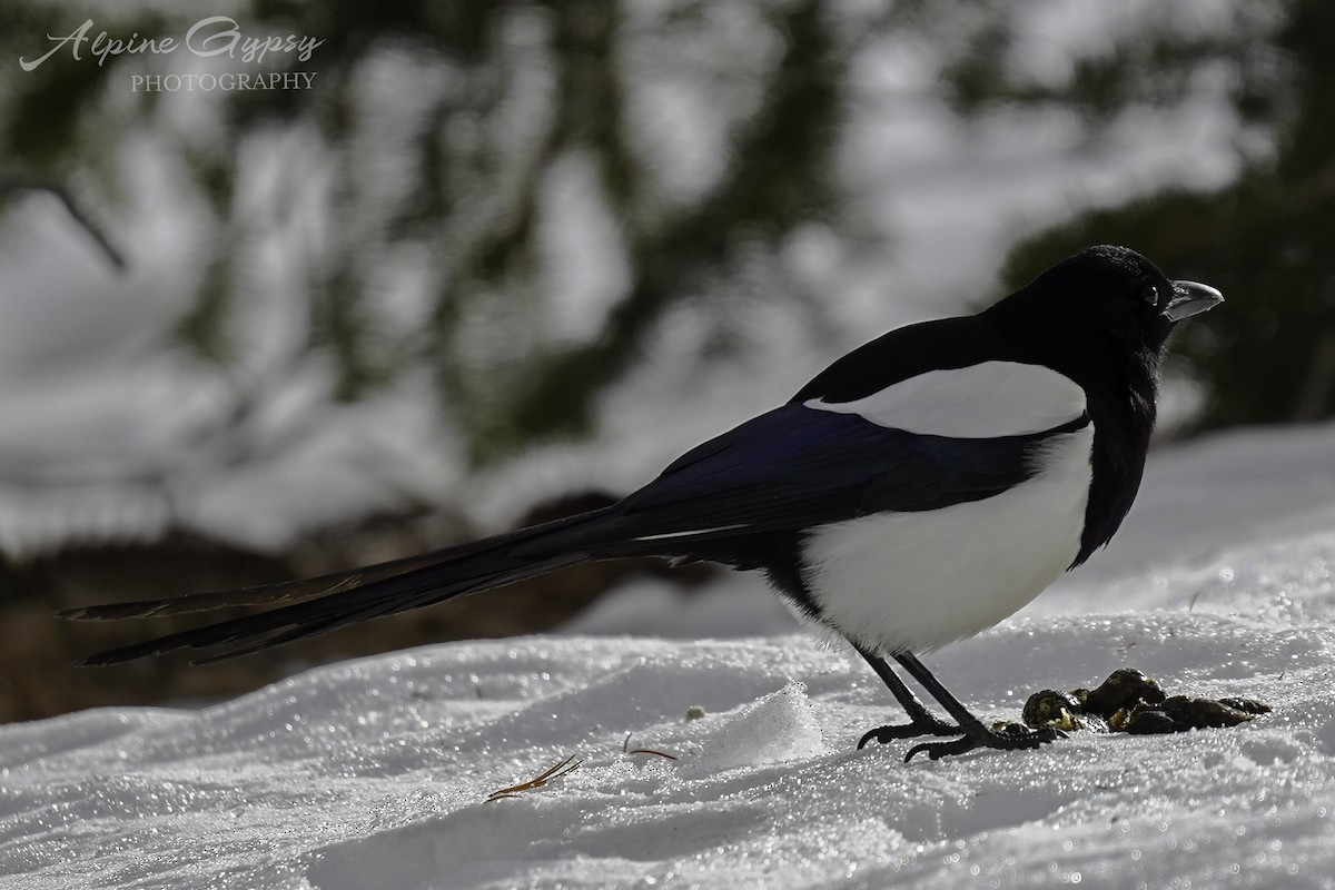 Black-billed Magpie - Ian Wright