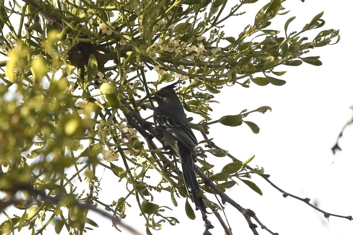 Phainopepla - ML525079841