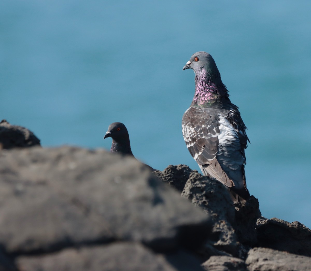 Rock Pigeon (Feral Pigeon) - ML525080081