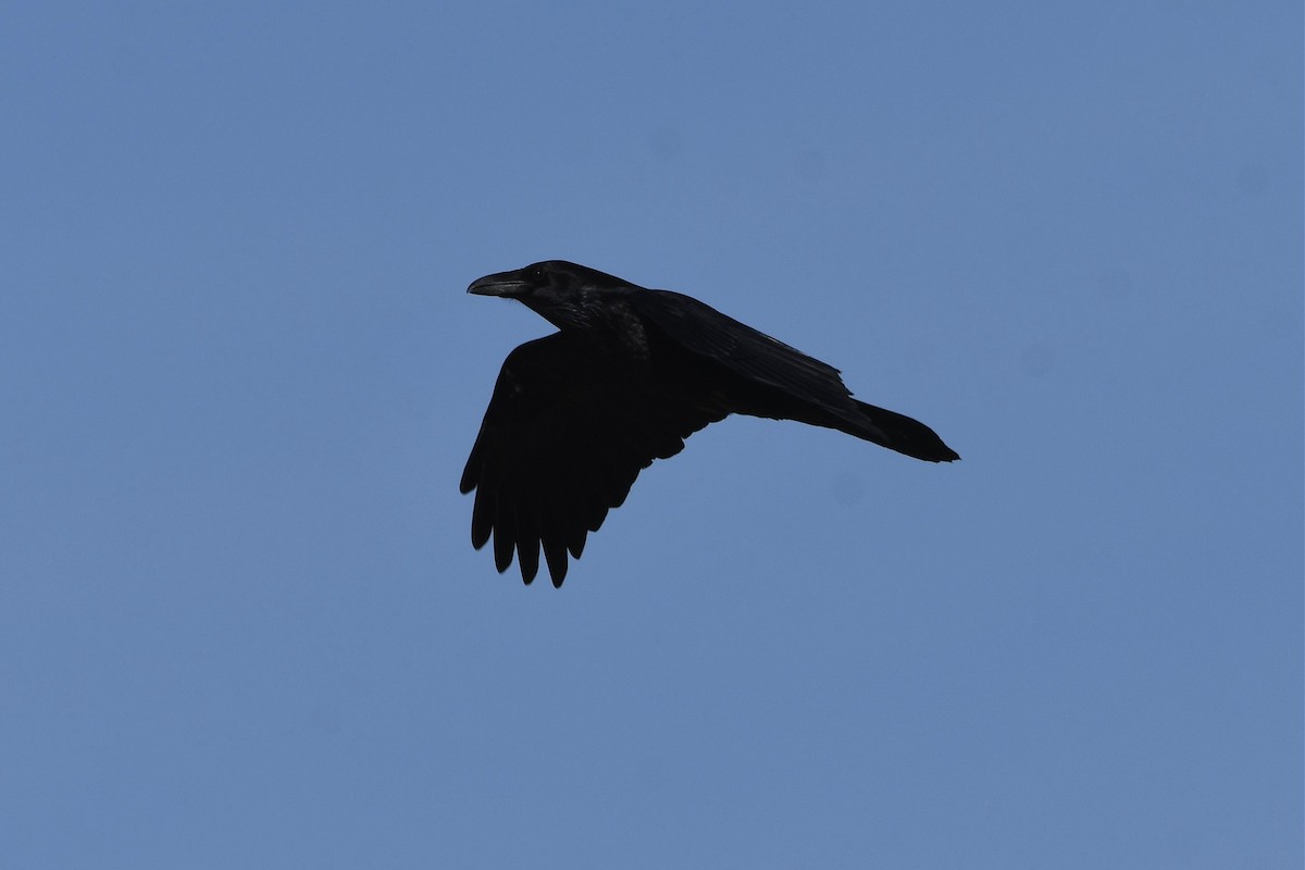 Chihuahuan Raven - ML525080211