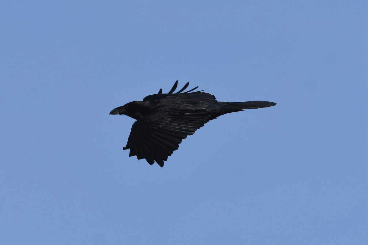 Chihuahuan Raven - ML525080221