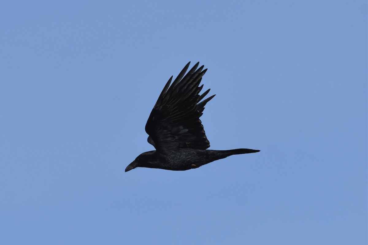 Chihuahuan Raven - ML525080231