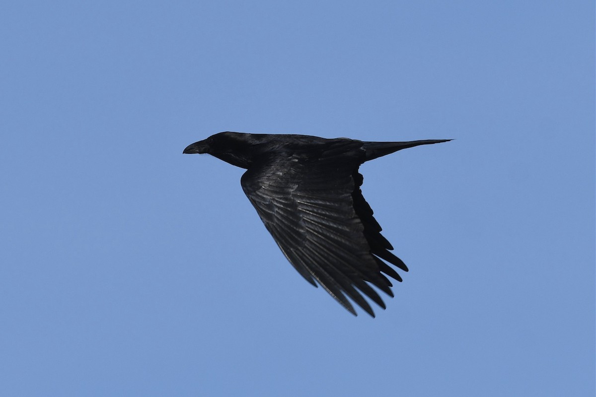 Chihuahuan Raven - ML525080241