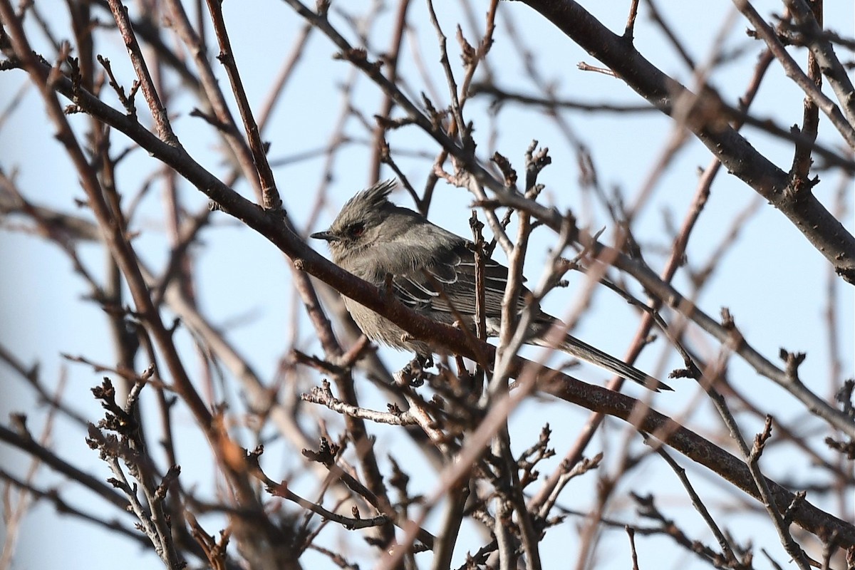Phainopepla - ML525080331