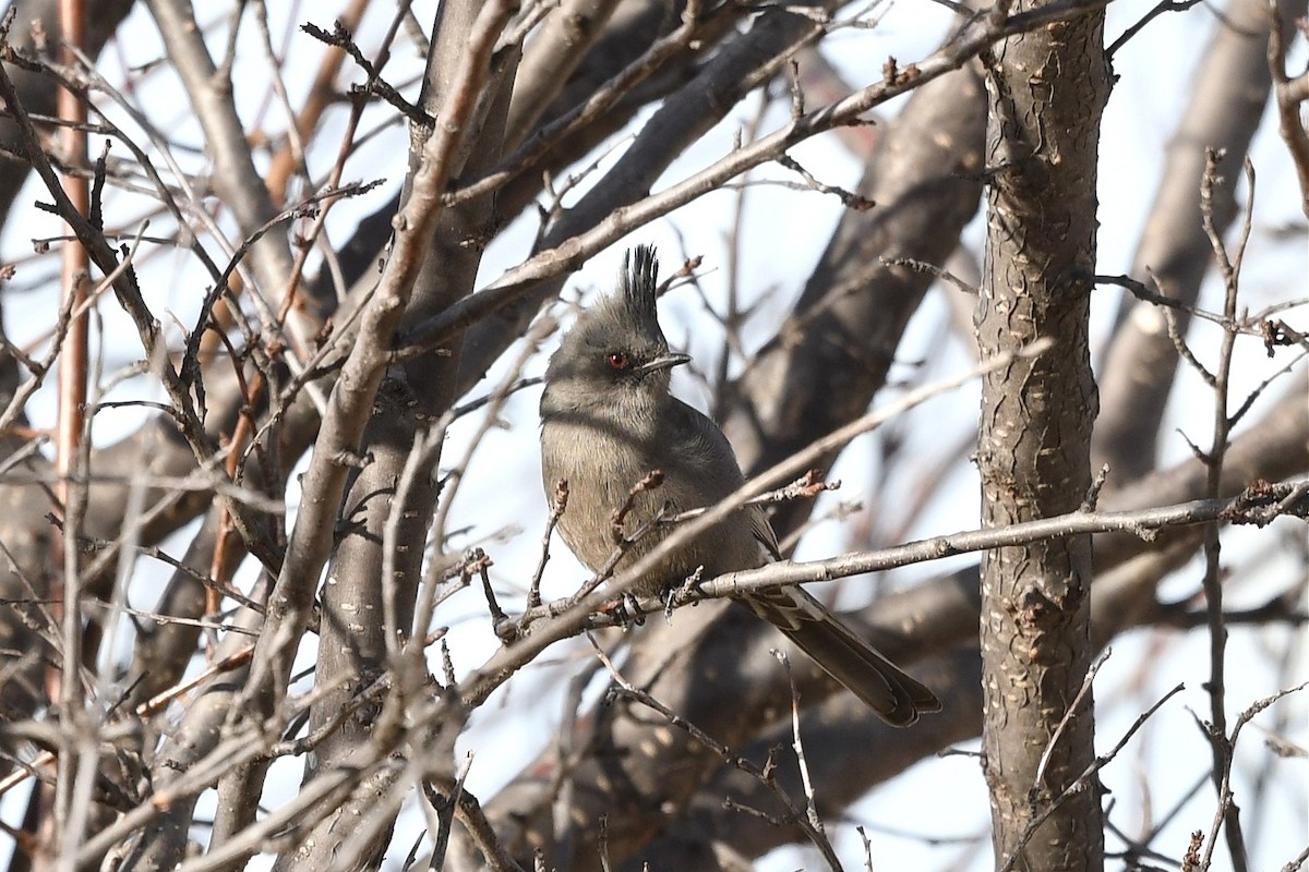 Phainopepla - ML525080341