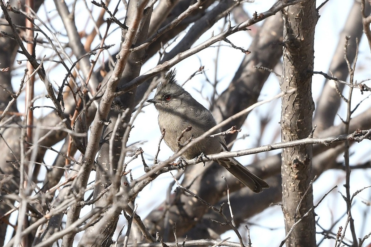 Phainopepla - ML525080361