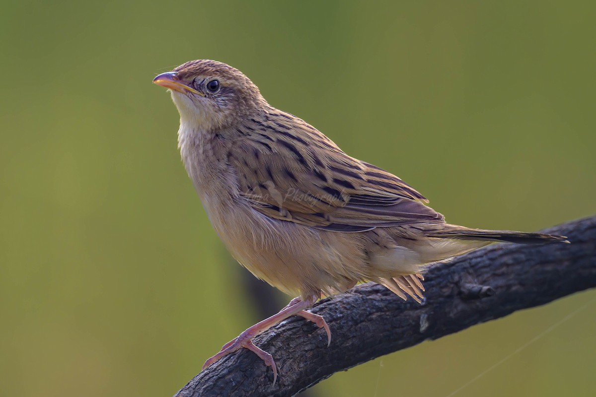 Bristled Grassbird - yoganathan natarajan