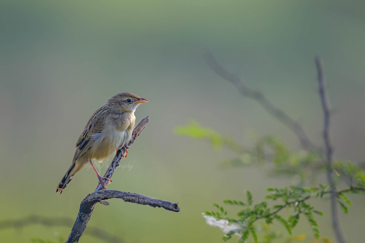 Bristled Grassbird - ML525081341