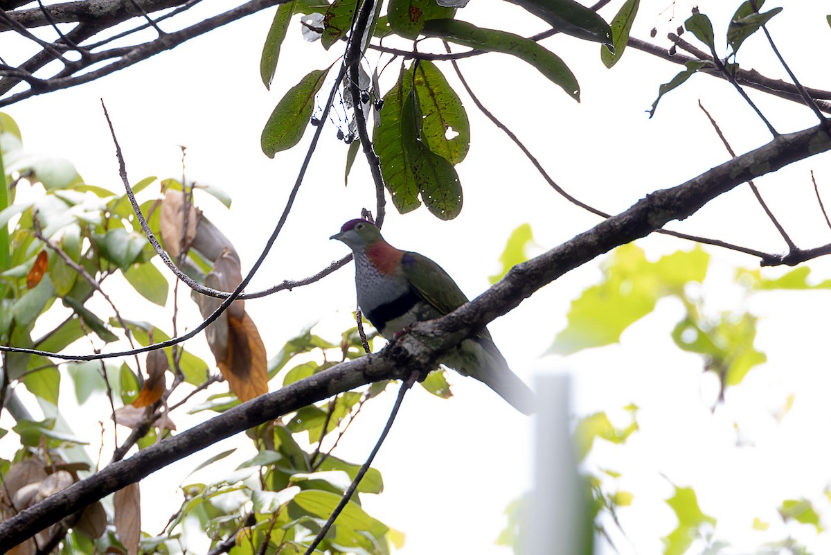 Superb Fruit-Dove - Steve Popple