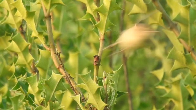 Booted Warbler - ML525082241