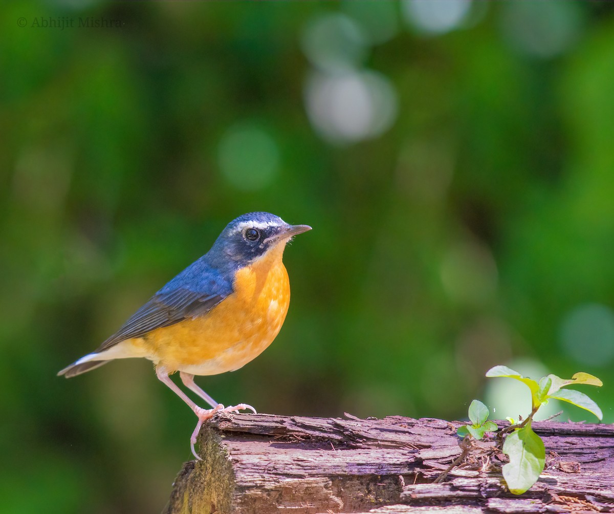 Indian Blue Robin - Abhijit Mishra