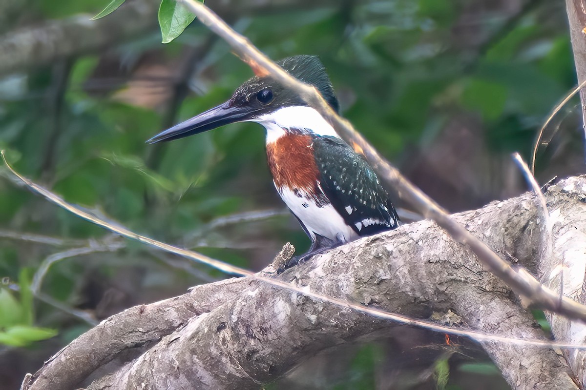 Green Kingfisher - Kathleen Black