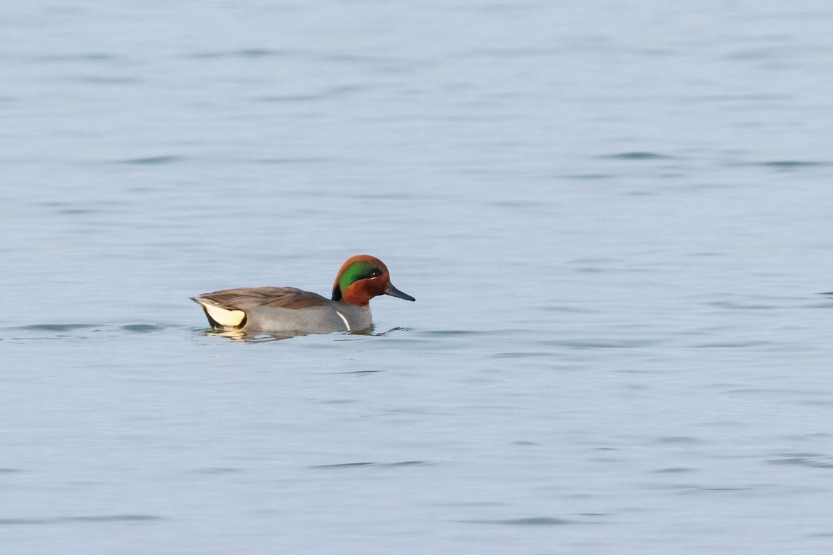 Green-winged Teal - ML525084721