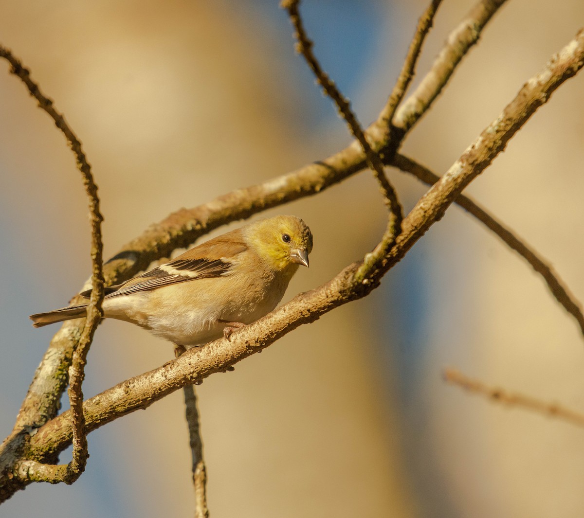American Goldfinch - Kevin Archer