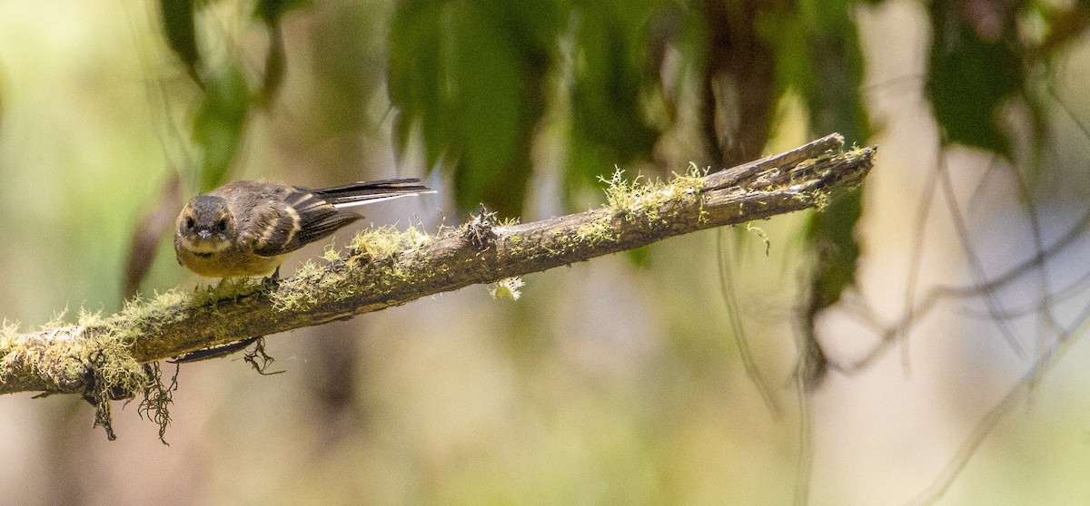 Gray Fantail - ML525085221