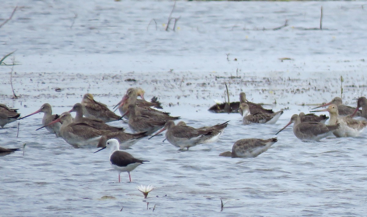 Black-tailed Godwit - ML525085371