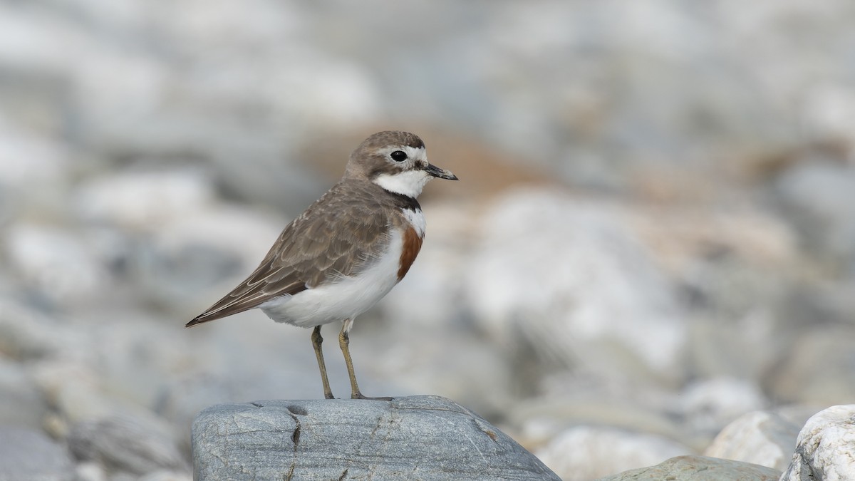 Double-banded Plover - ML525085611