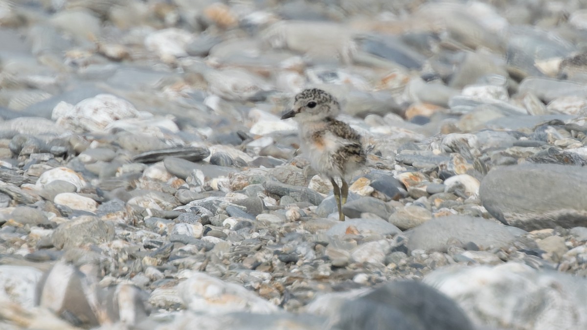 Double-banded Plover - ML525085621