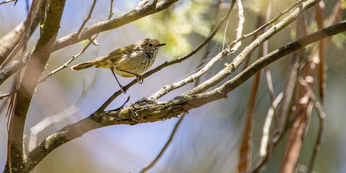 Brown Thornbill - ML525086141