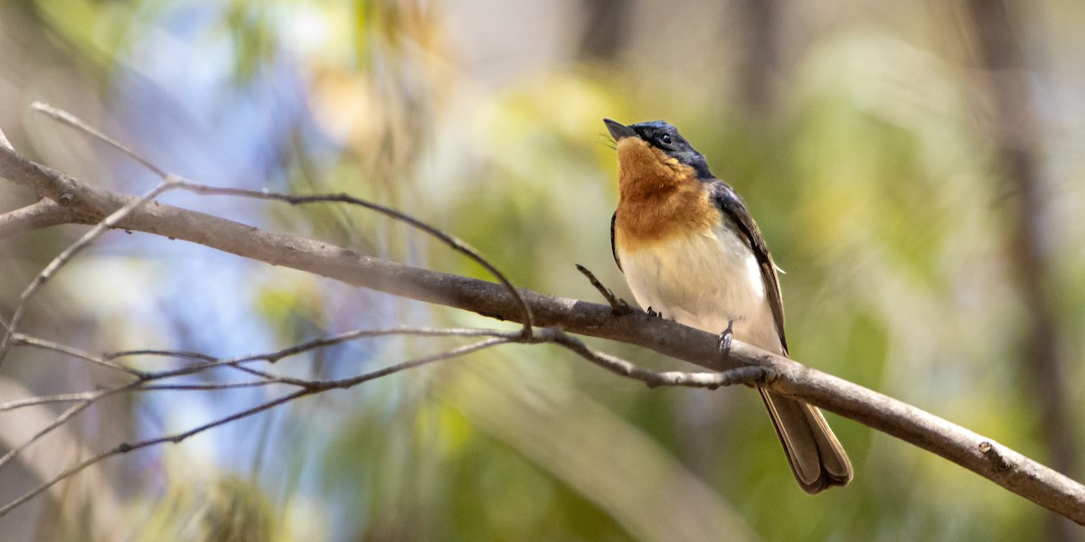 Leaden Flycatcher - ML525086181