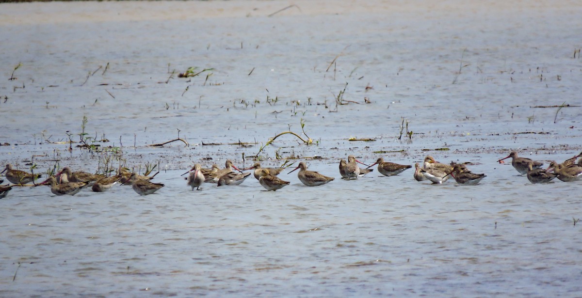 Black-tailed Godwit - ML525086441