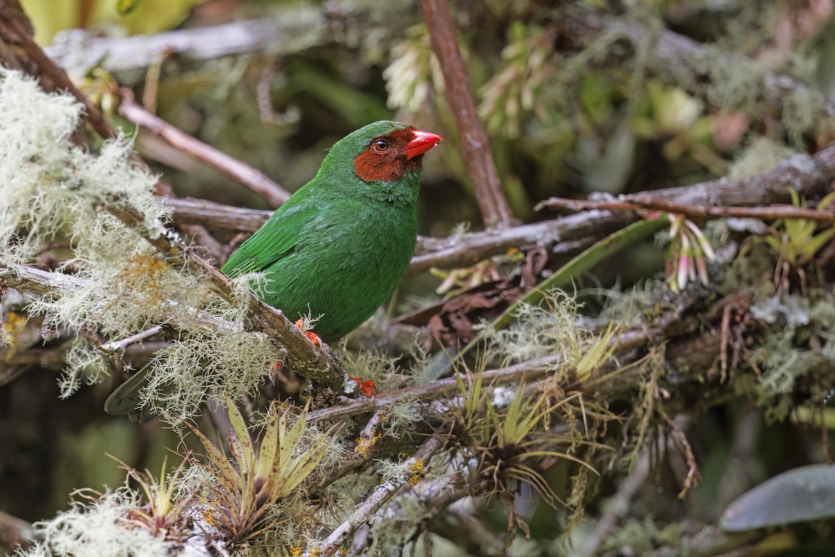 Grass-green Tanager - Marco Valentini