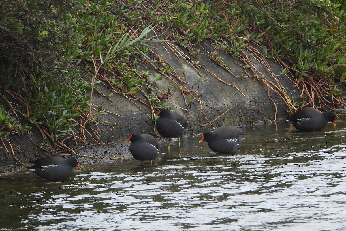 Eurasian Moorhen - ML525087711