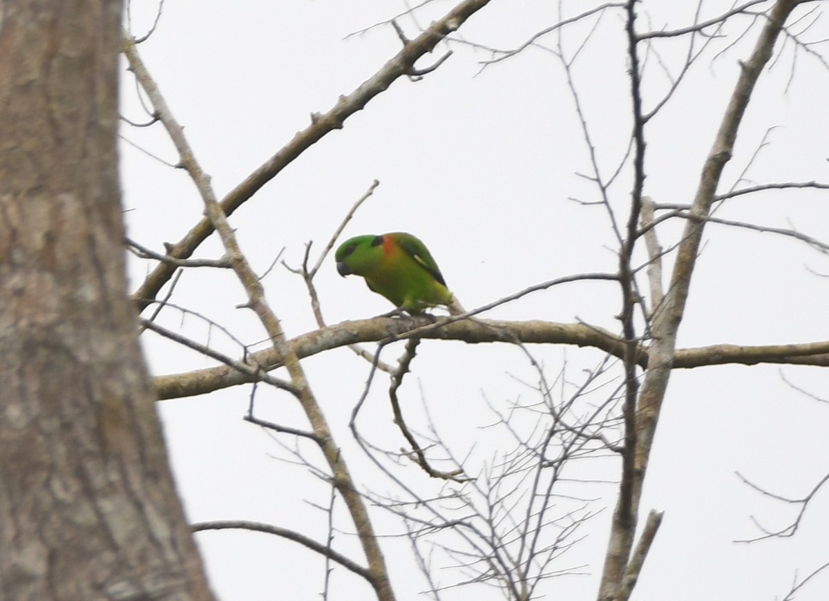 Black-collared Lovebird - ML525088601