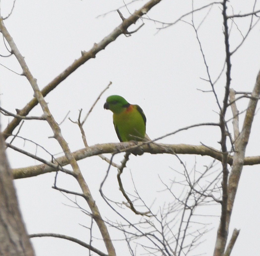 Black-collared Lovebird - ML525088681