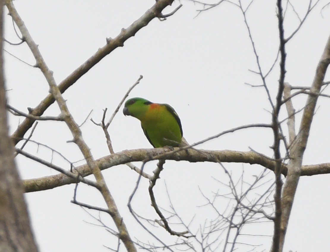 Black-collared Lovebird - ML525088691