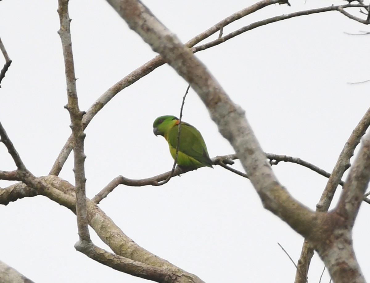 ワカクサインコ - ML525088711