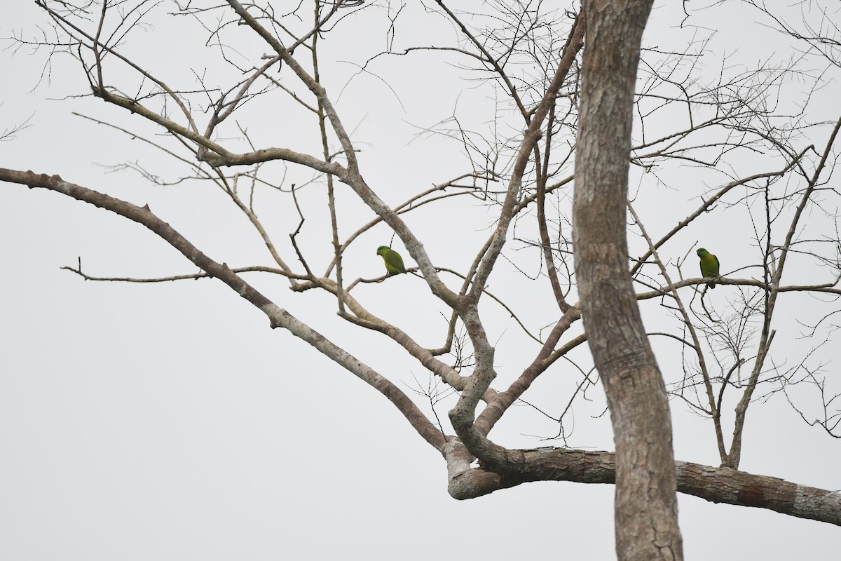 ワカクサインコ - ML525088771