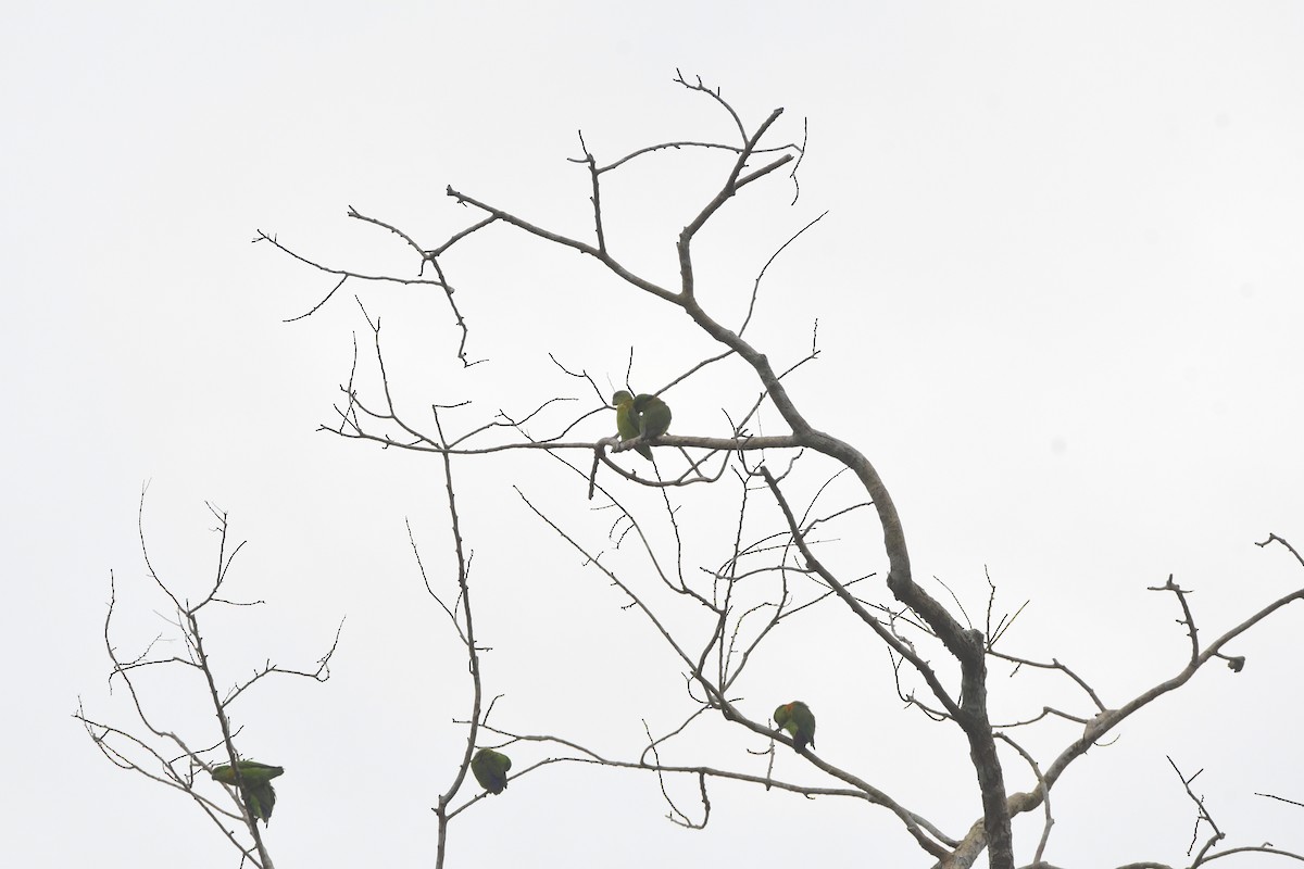 Black-collared Lovebird - ML525088821