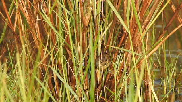 Sedge Warbler - ML525089141