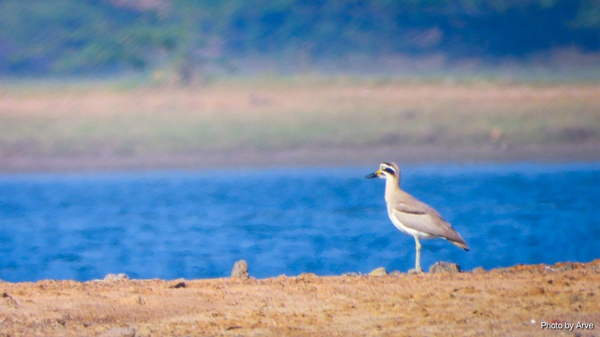 Great Thick-knee - ML525089301