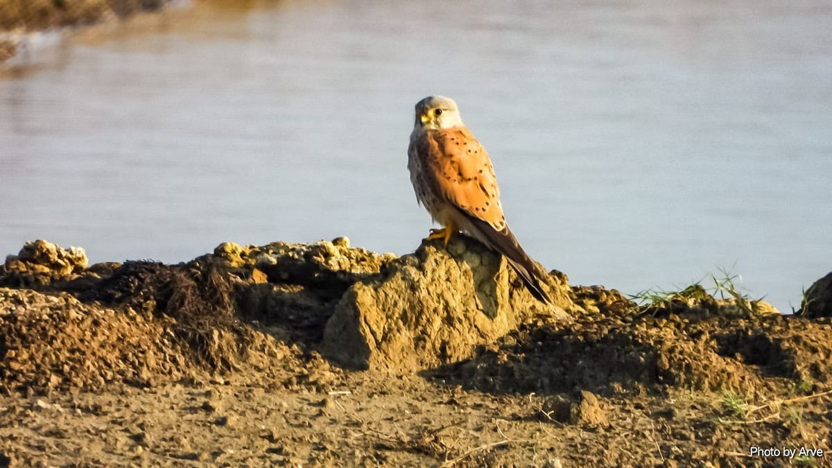 Eurasian Kestrel - ML525089501