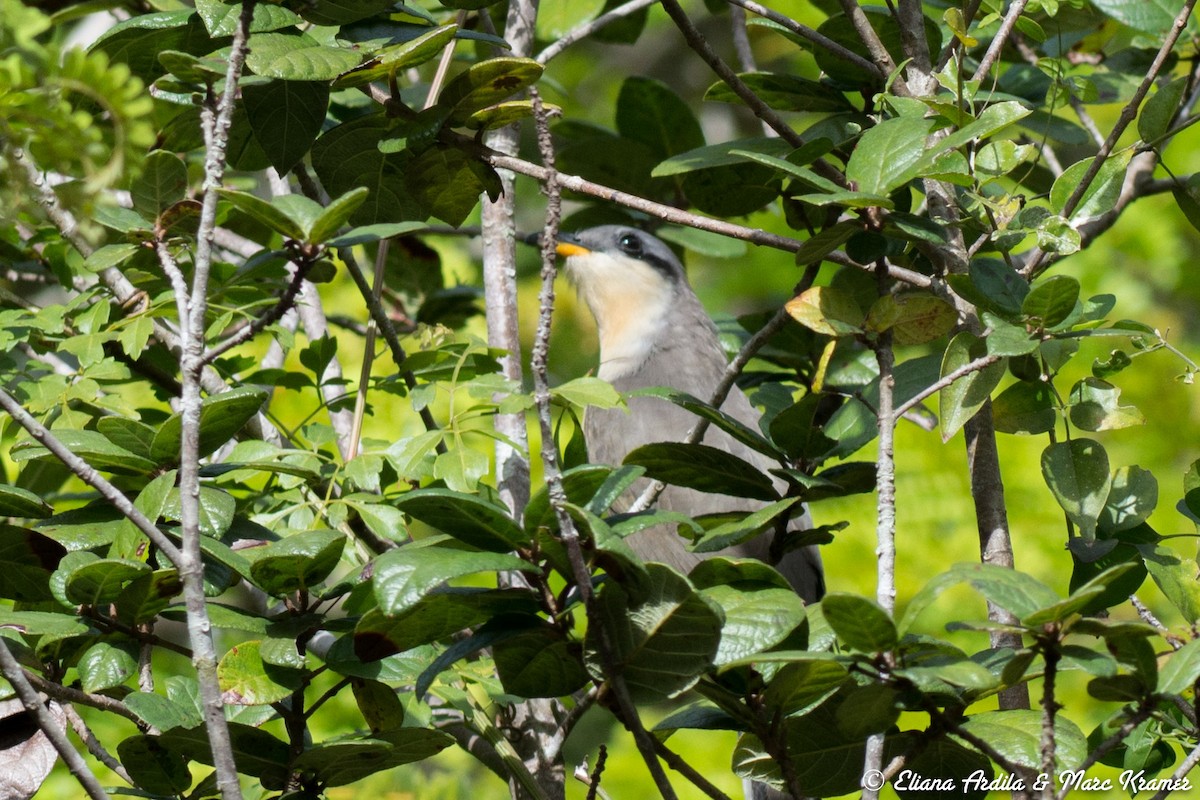 Mangrove Cuckoo - Marc Kramer (Birding by Bus)