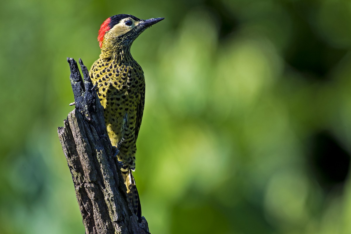 Green-barred Woodpecker - ML52509141