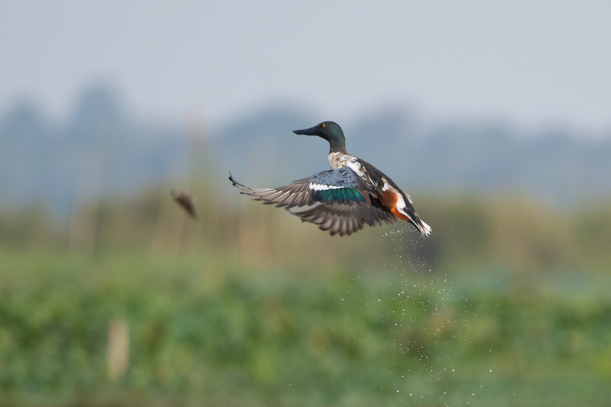 Northern Shoveler - ML525091911