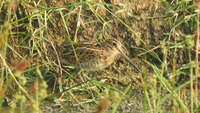 Pin-tailed Snipe - ML525092051