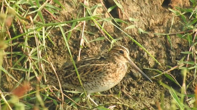 Pin-tailed Snipe - ML525092151